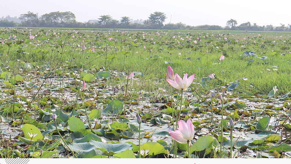 সবুজের মধ্যে সাদা-গোলাপির আটাইকিরি পদ্মবিল